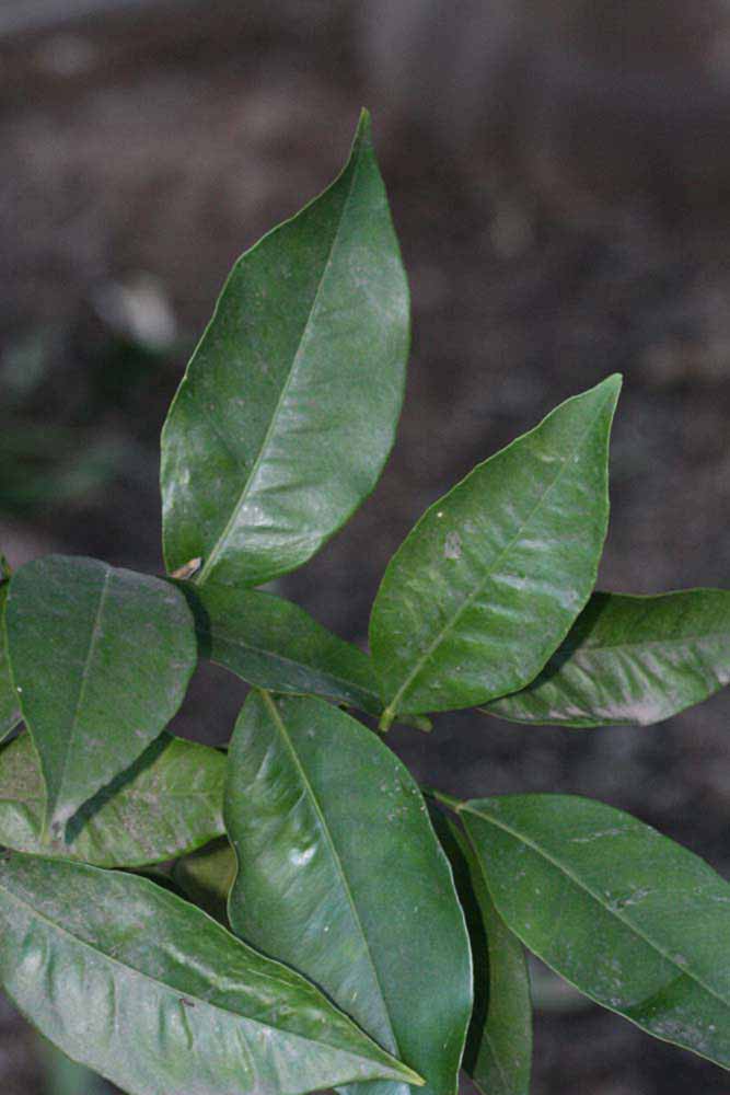            Shade leaves (Riverside, CA)   